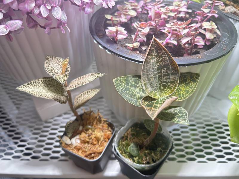 jewel orchid Anoectochilus 'Ladies Best Friend' at best price