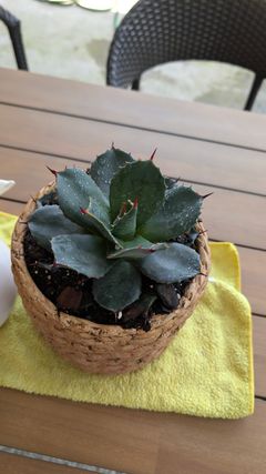 Agave parryi 'J.C. Raulston' | J.C. Raulston Century Plant