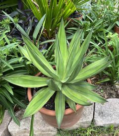 Agave obscura Red Skyline | Red Skyline Obscure Century Plant