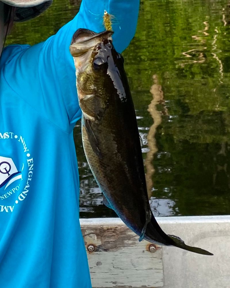 Mosche Per Pesca Alla Trota O Temolo Senza Ardiglione, Confezione Da 12 Pezzi, Rosso, Marrone Chiaro E Oliva, Miste 12/14/16