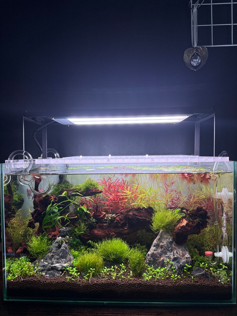 水槽 Chihiros WRGB2 SLIM 30 楽天市場】Chihiros（チヒロス）千尋 WRGB2 SLIM 30 適合水槽