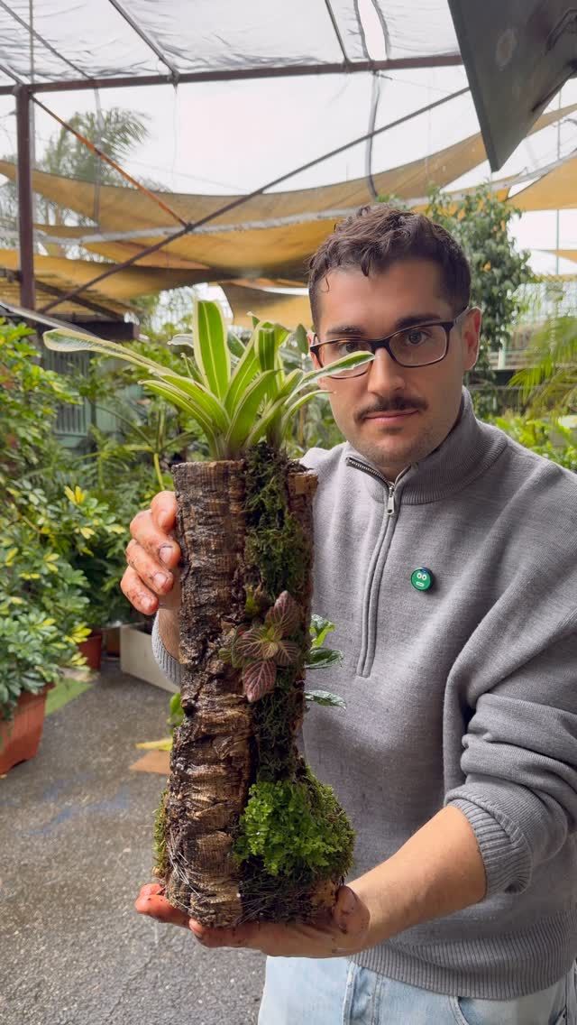 Rady&eacute; Lafy&egrave;v, Eryngium Foetidum | Bio Strat&egrave;ge