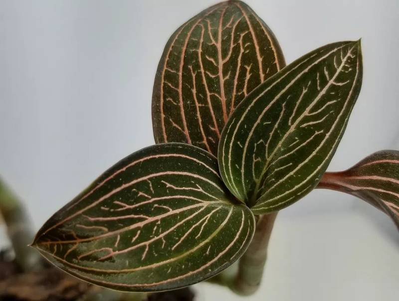 Anoectochilus albolineatus 'Lady's Best Friend' – Roehampton