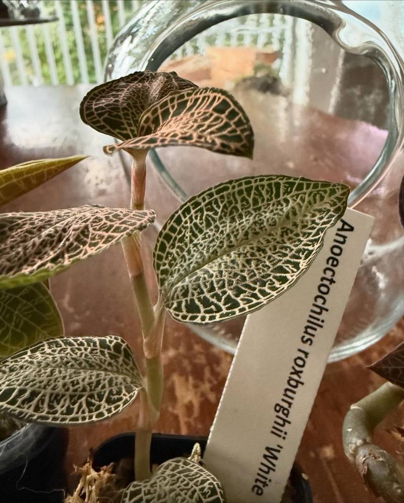 jewel orchid Anoectochilus 'Ladies Best Friend' at best price